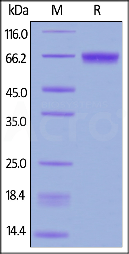 CD229 SDS-PAGE