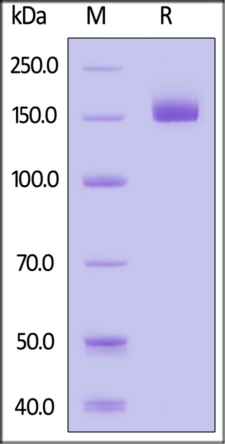 CD109 SDS-PAGE