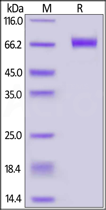 CD9-H82E5-sds