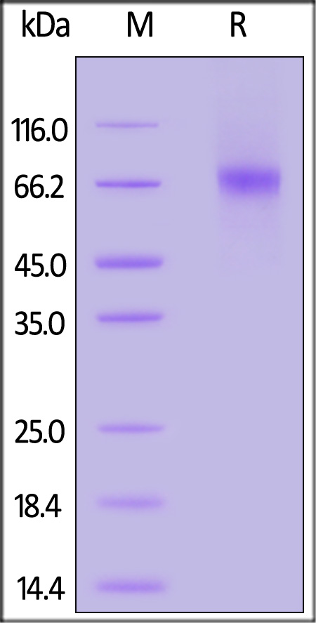 CD39 SDS-PAGE