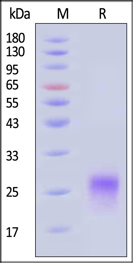 CD8 alpha SDS-PAGE