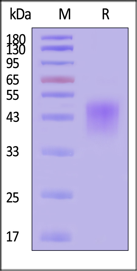 Fc gamma RIIIA / CD16a SDS-PAGE