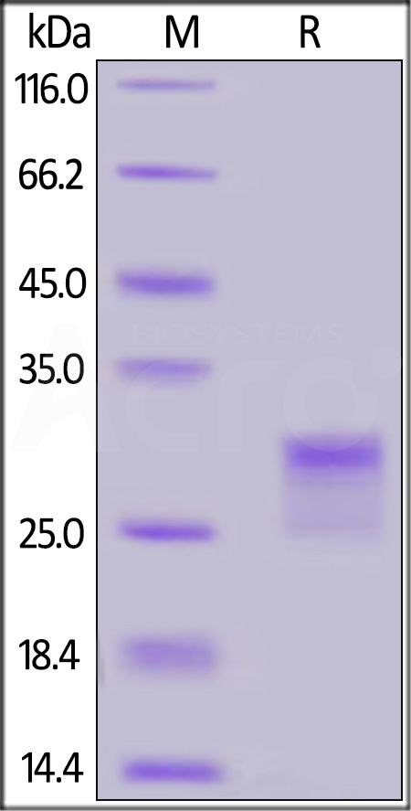 CDA-H82E3-sds