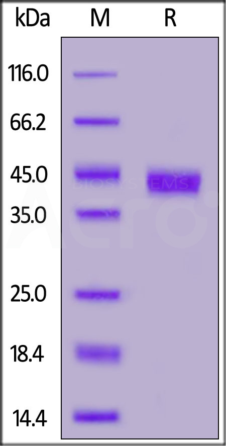 CDB-H5298-sds