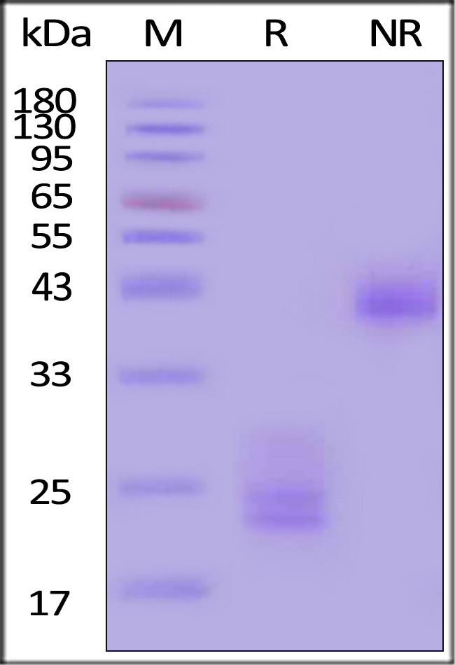 CD3E & CD3D SDS-PAGE