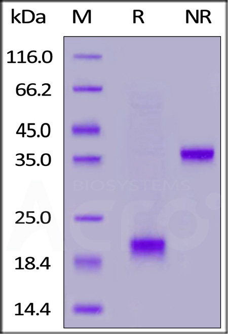 CDG-M58D2-sds