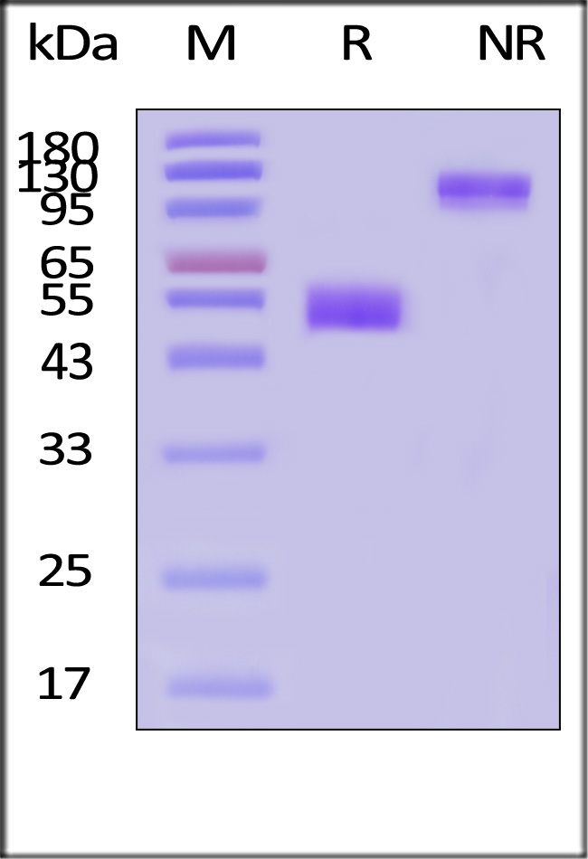 CD28H SDS-PAGE