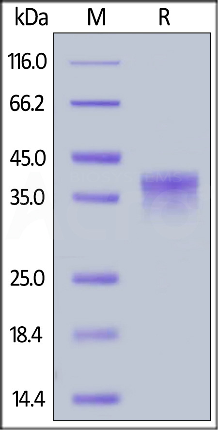 LILRB4 SDS-PAGE