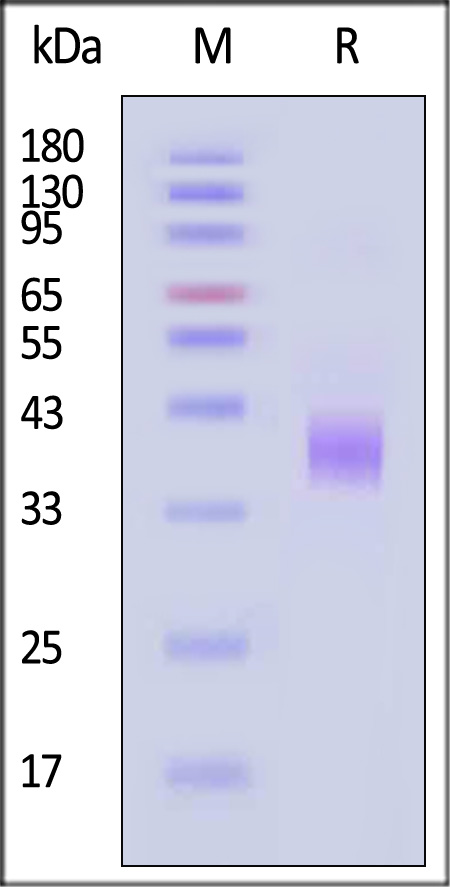 CDK-M82E3-sds