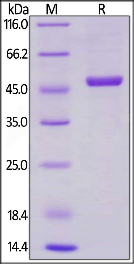 CD40 Ligand SDS-PAGE