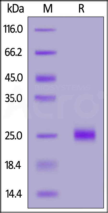 CD40 Ligand SDS-PAGE