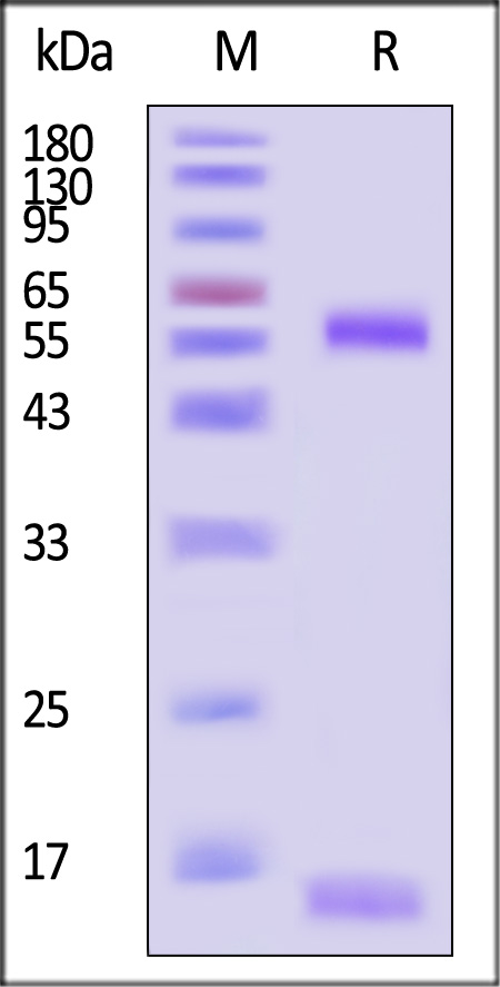 CDM-H52H5-sds