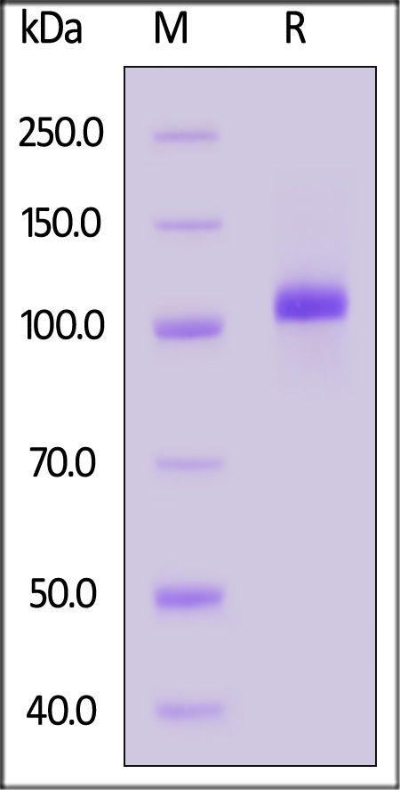 CD38 & Serum Albumin SDS-PAGE