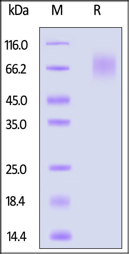 CEACAM-1 SDS-PAGE