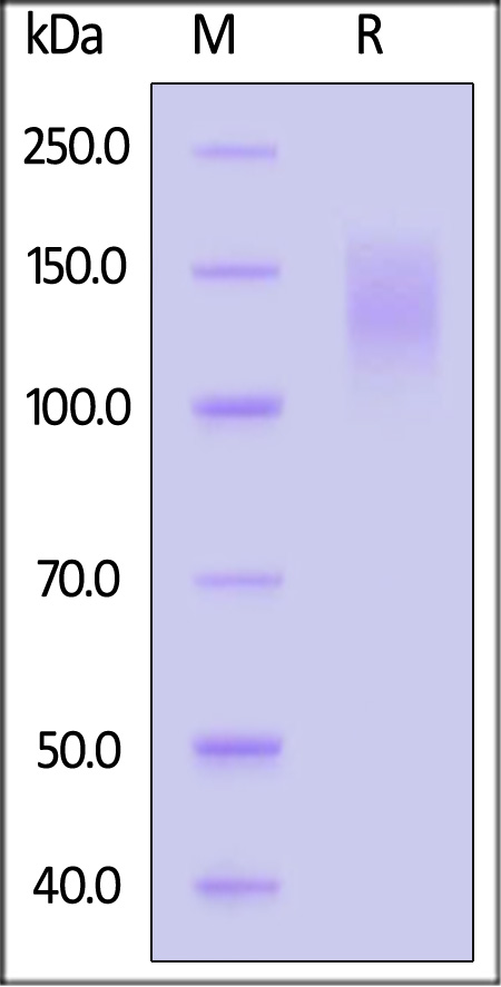 CE5-C82E6-sds