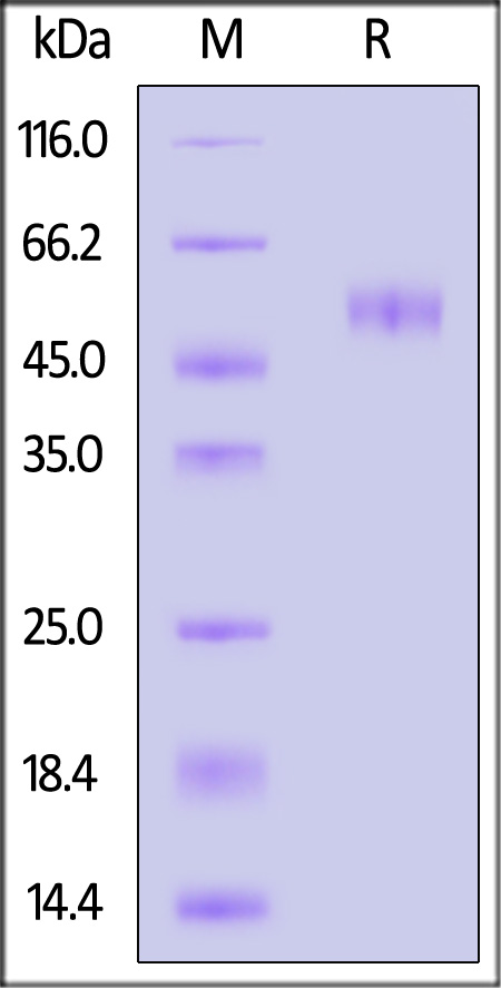 CEACAM-5 SDS-PAGE