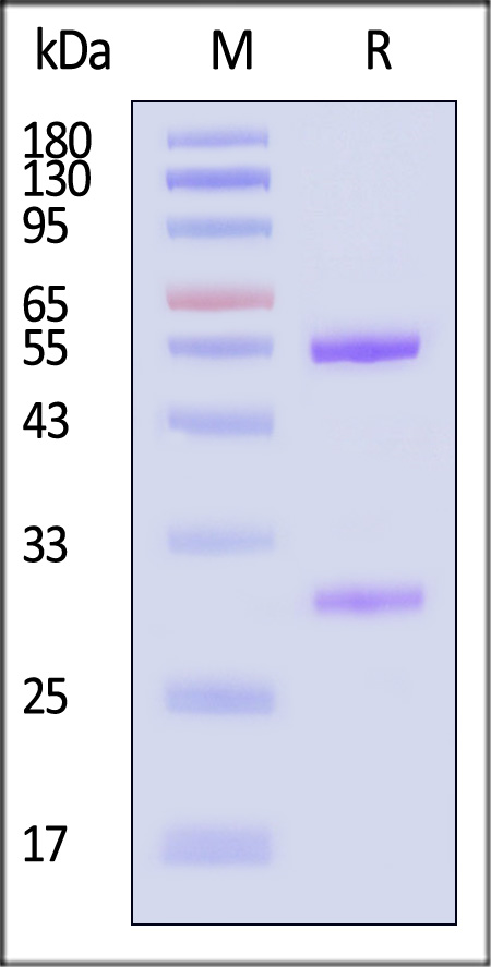 Cetuximab SDS-PAGE