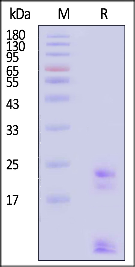 Claudin-1 SDS-PAGE