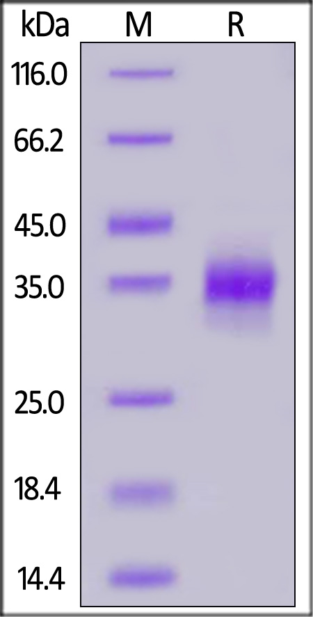 CLEC-2 SDS-PAGE