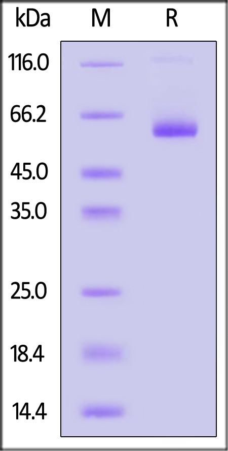 CL2-H5254-sds