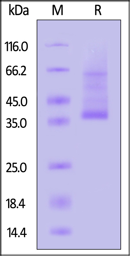 Claudin-18.2 SDS-PAGE