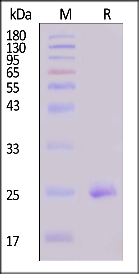 Claudin-4 SDS-PAGE