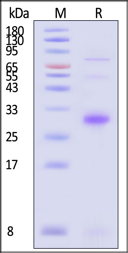 CL6-H85D3-sds