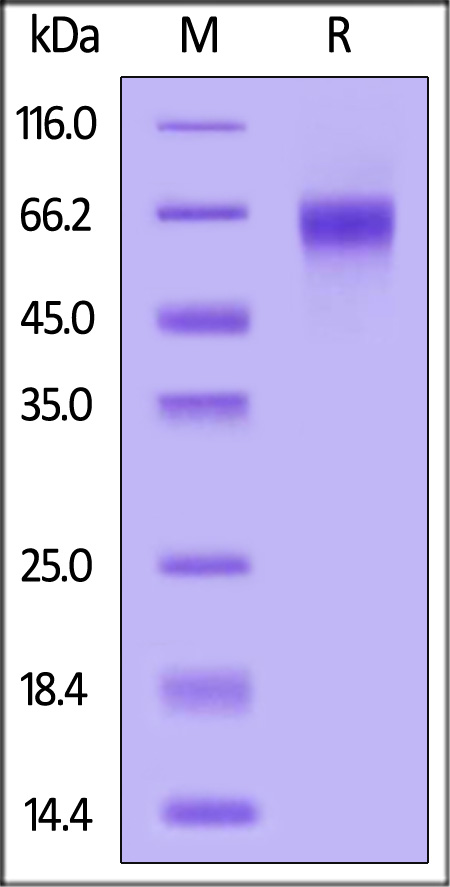 CLEC5A SDS-PAGE