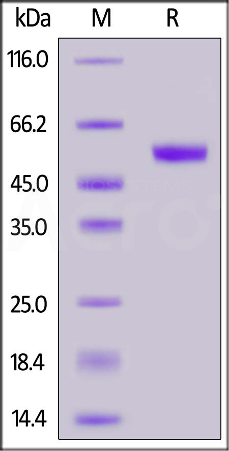 CLC-H5254-sds