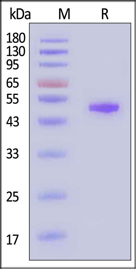 Clec2h SDS-PAGE