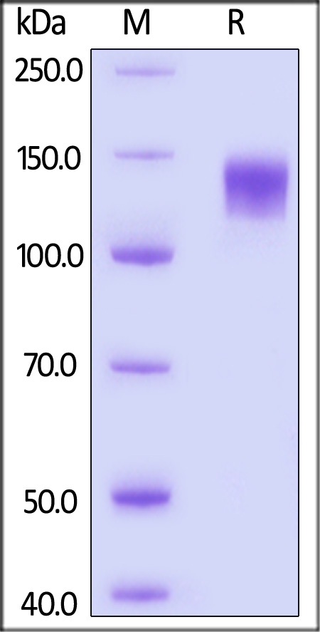 Glycoprotein B / gB SDS-PAGE