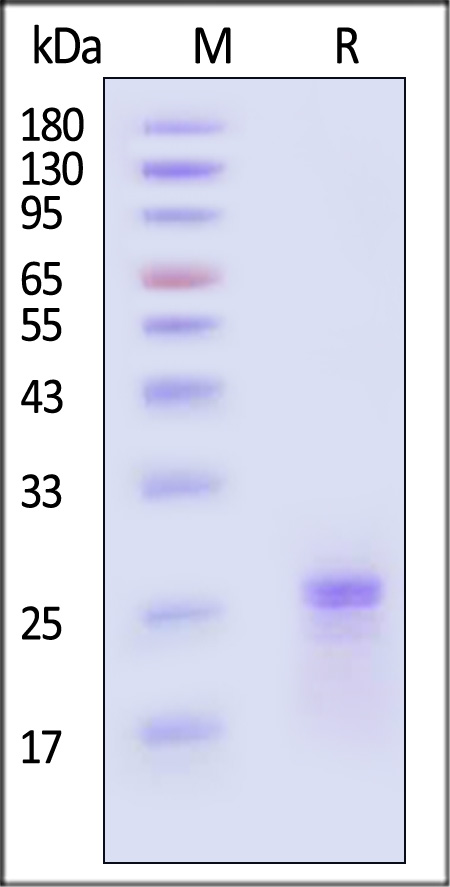 CNF-H5114-sds