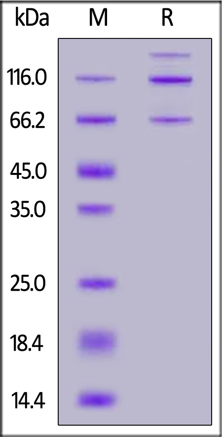 CO3-C52H5-sds