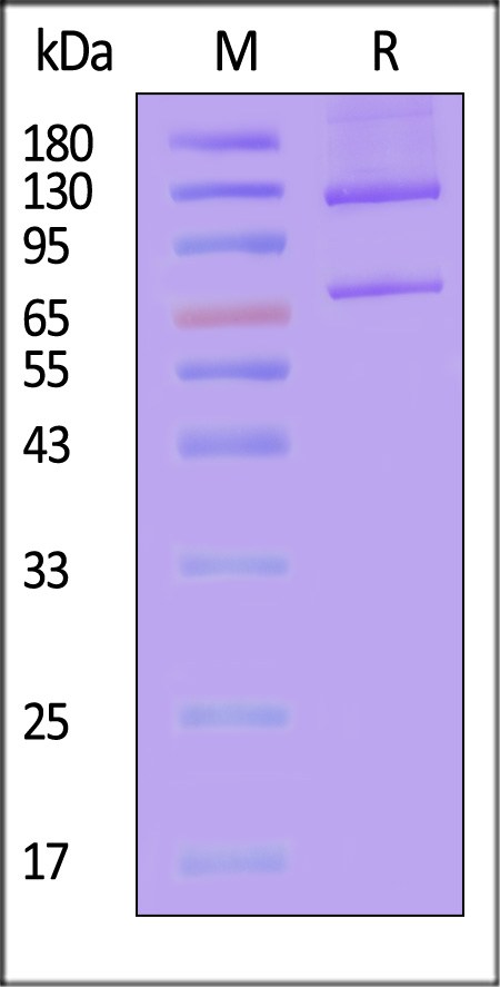 CO5-H52H7-sds