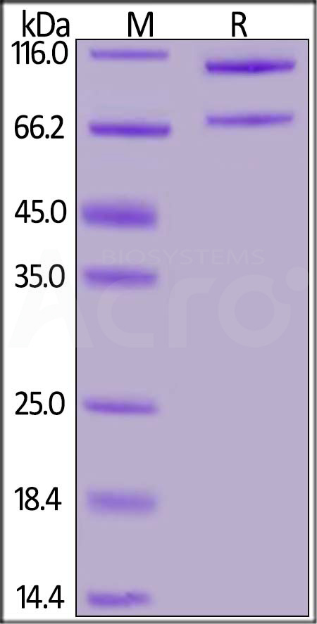 CO5-M52H4-sds