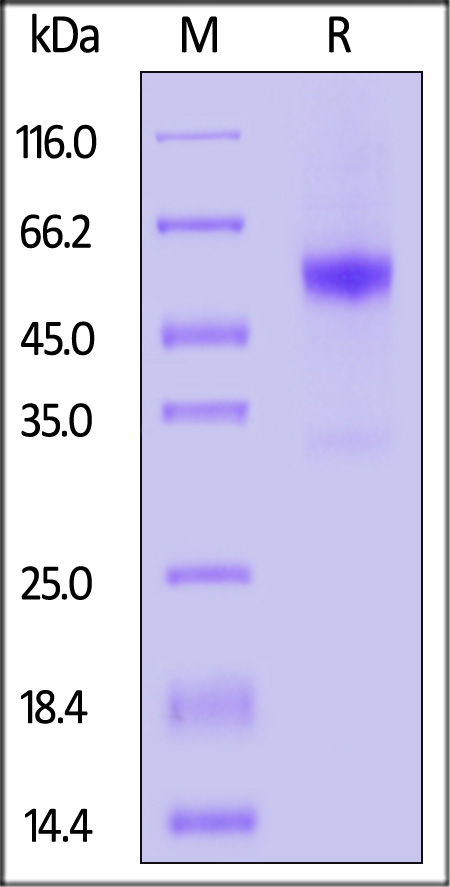 Coagulation factor VII SDS-PAGE