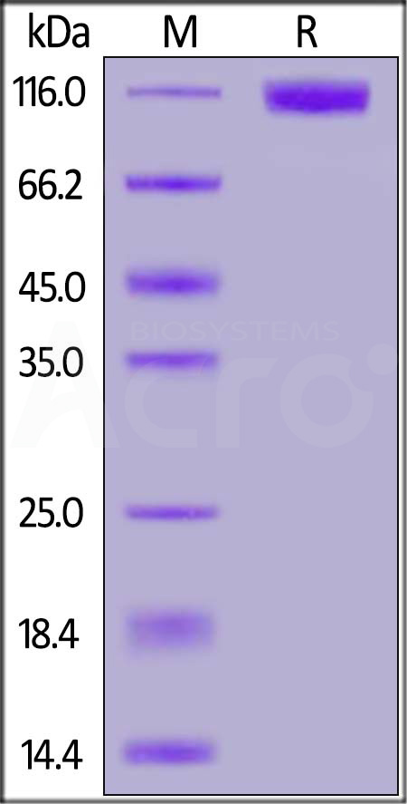 M-CSF R SDS-PAGE