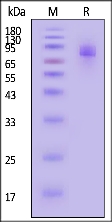 CSR-M82E8-sds