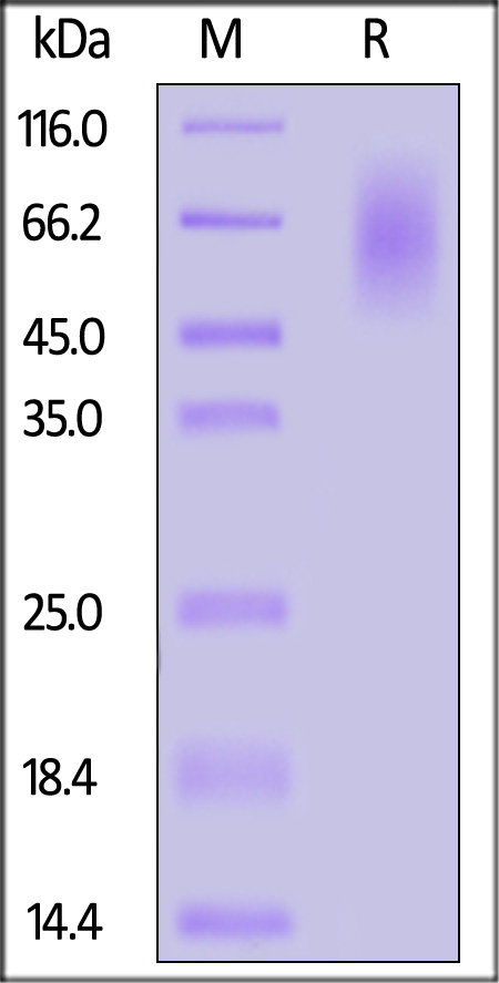 CX3CL1 SDS-PAGE