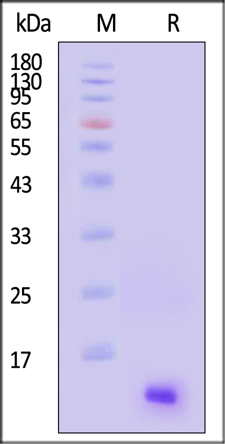 CX3-H1249-sds