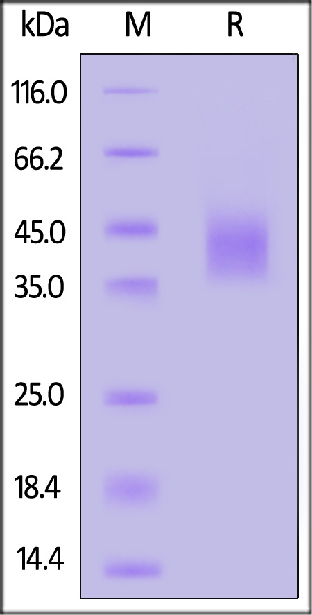 DLK1 SDS-PAGE