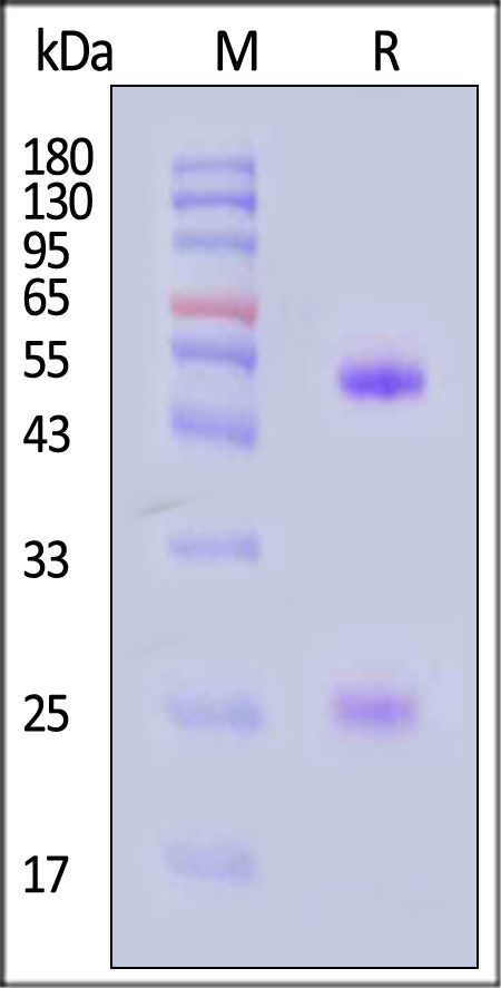 DM-1 SDS-PAGE