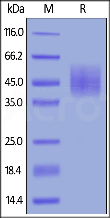 DN1-C52H9-sds