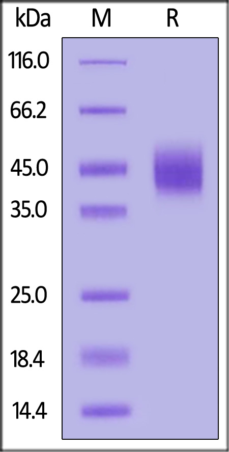 Mouse DNAM-1, His Tag (Cat. No. DN1-M52H5) SDS-PAGE gel