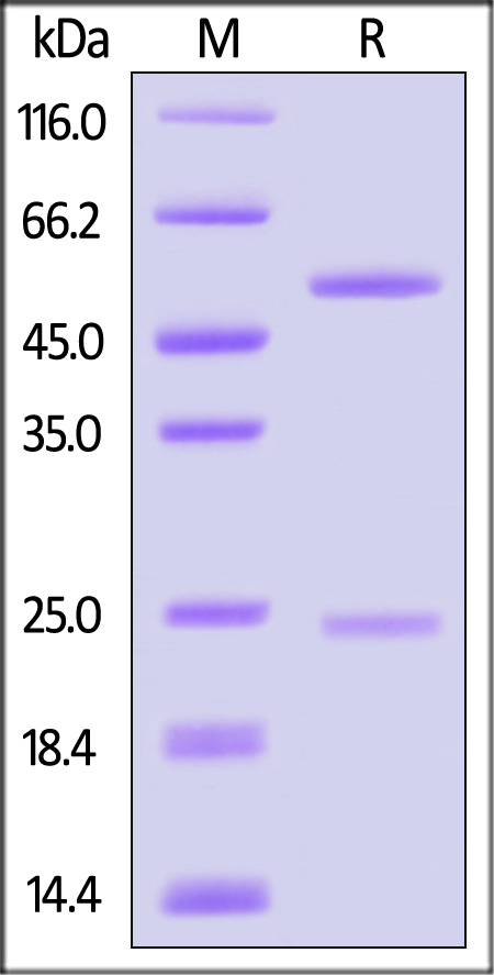 IgG control SDS-PAGE