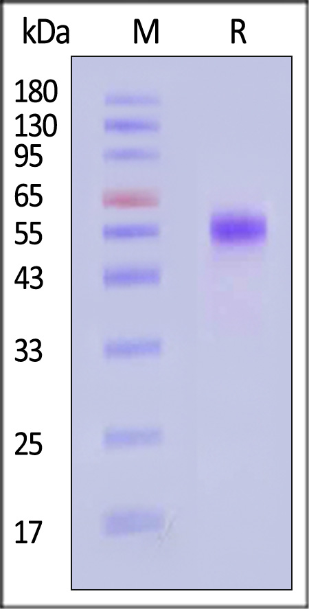 DR3 SDS-PAGE