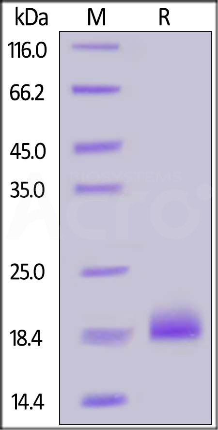 EA4-H5229-sds