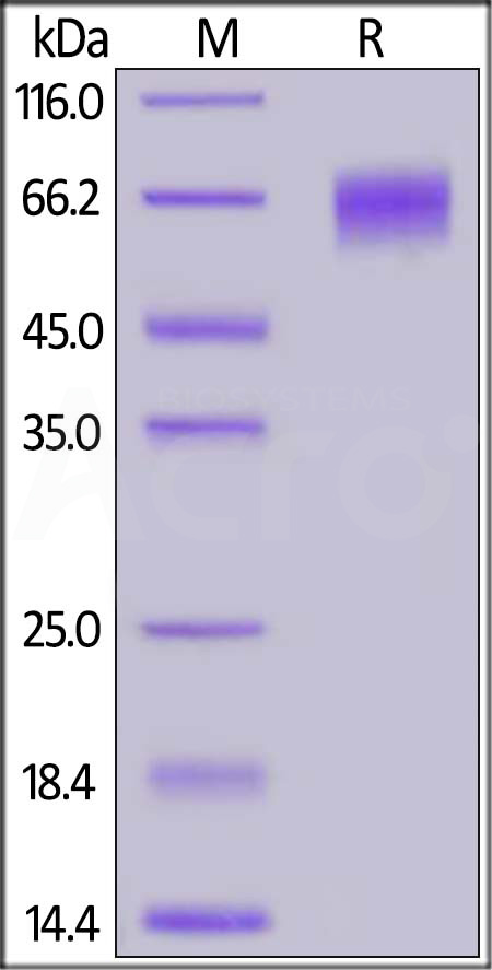 EGFRvIII SDS-PAGE