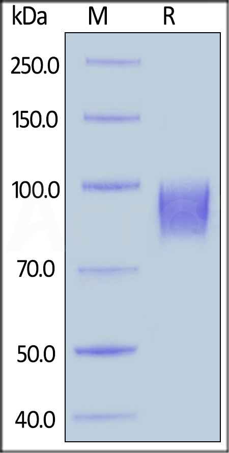 EGR-C52H1-sds