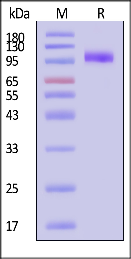 EGF R SDS-PAGE